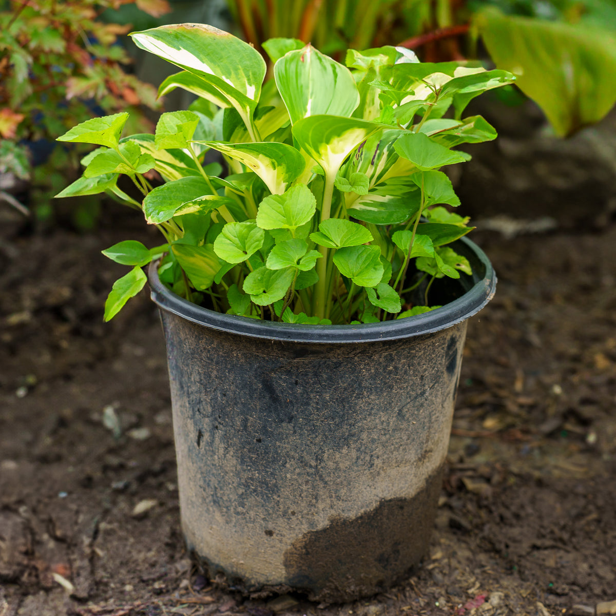 Great Expectations Hosta – Plant Detectives