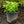 Load image into Gallery viewer, Great Expectations Hosta