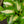 Load image into Gallery viewer, Great Expectations Hosta