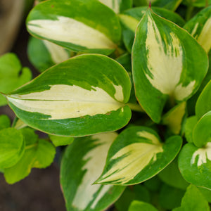 Great Expectations Hosta