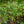 Load image into Gallery viewer, Rosebay Rhododendron