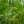 Load image into Gallery viewer, Rosebay Rhododendron