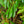 Load image into Gallery viewer, Rosebay Rhododendron