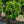 Load image into Gallery viewer, Green Beauty Boxwood