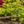 Load image into Gallery viewer, Green Cascade Full Moon Japanese Maple - Japanese Maple - Japanese Maples