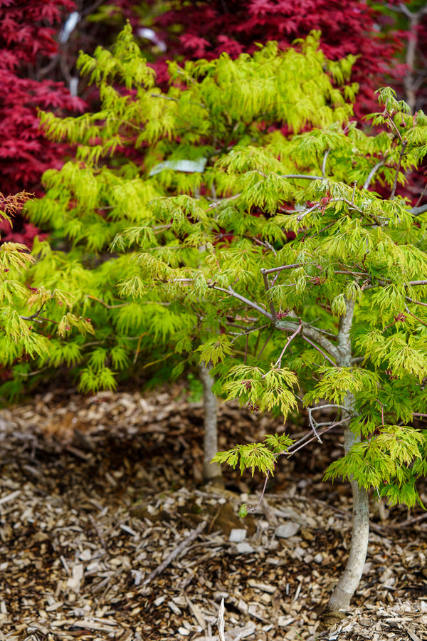 Green Cascade Full Moon Japanese Maple - Japanese Maple - Japanese Maples