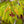 Load image into Gallery viewer, Green Cascade Full Moon Japanese Maple - Japanese Maple - Japanese Maples
