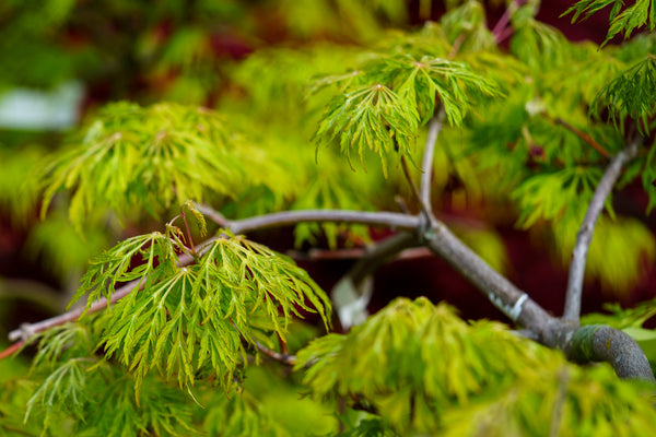 Green Cascade Full Moon Japanese Maple - Japanese Maple - Japanese Maples