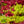 Load image into Gallery viewer, Green Cascade Full Moon Japanese Maple - Japanese Maple - Japanese Maples