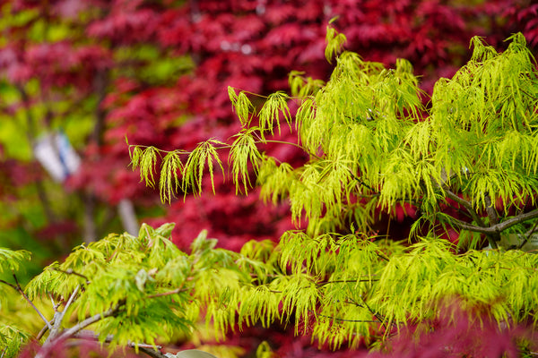 Green Cascade Full Moon Japanese Maple - Japanese Maple - Japanese Maples