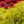 Load image into Gallery viewer, Green Cascade Full Moon Japanese Maple - Japanese Maple - Japanese Maples