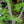 Load image into Gallery viewer, Green Cascade Full Moon Japanese Maple - Japanese Maple - Japanese Maples