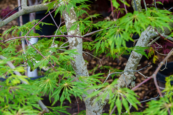 Green Cascade Full Moon Japanese Maple - Japanese Maple - Japanese Maples