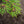Load image into Gallery viewer, Green Cascade Japanese Maple
