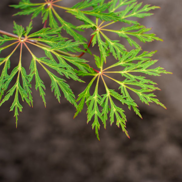 Green Cascade Japanese Maple