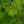 Load image into Gallery viewer, Green Cascade Japanese Maple