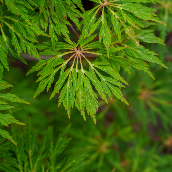 Green Cascade Japanese Maple