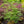 Load image into Gallery viewer, Green Cascade Japanese Maple