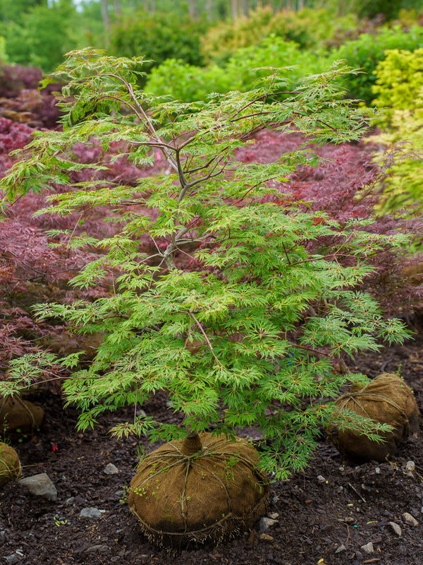Green Cascade Japanese Maple