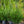Load image into Gallery viewer, Hetzii Columnaris Chinese Juniper