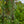 Load image into Gallery viewer, Hetzii Columnaris Chinese Juniper
