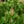 Load image into Gallery viewer, Green Elf Japanese Black Pine