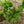Load image into Gallery viewer, Green Elf Japanese Black Pine