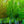 Load image into Gallery viewer, Green Gable Black Tupelo - Tupelo - Shade Trees