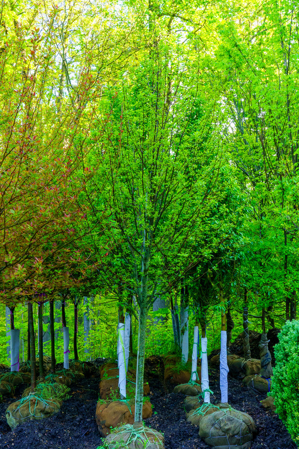 Green Gable Black Tupelo - Tupelo - Shade Trees