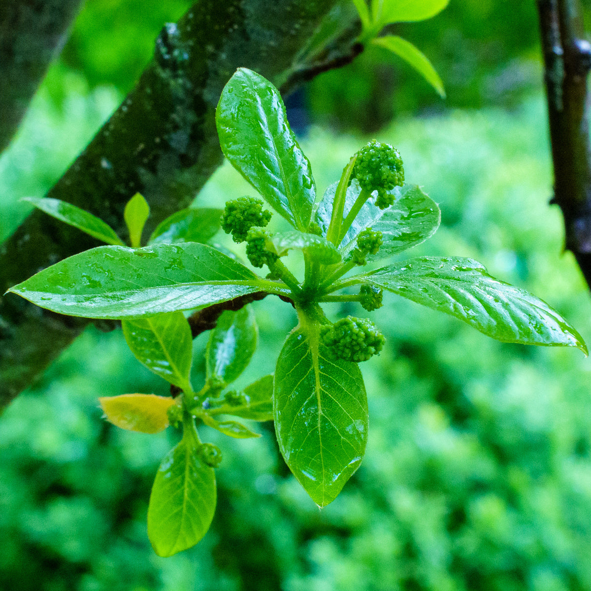 Green Gable Black Gum – Plant Detectives