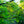 Load image into Gallery viewer, Green Gable Black Tupelo - Tupelo - Shade Trees