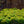 Load image into Gallery viewer, Green Gem Boxwood - Boxwood - Shrubs