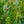 Load image into Gallery viewer, Green Gem Boxwood - Boxwood - Shrubs