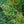 Load image into Gallery viewer, Little Giant Dwarf Arborvitae - Arborvitae - Conifers