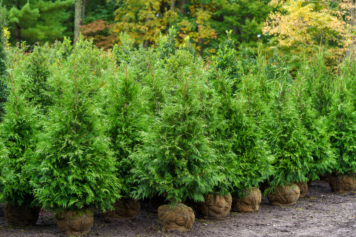 Green Giant Arborvitae – Plant Detectives