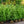 Load image into Gallery viewer, Green Giant Arborvitae