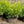 Load image into Gallery viewer, Green Goblet Cherry Laurel - Cherry Laurel - Shrubs