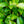 Load image into Gallery viewer, Green Goblet Cherry Laurel - Cherry Laurel - Shrubs
