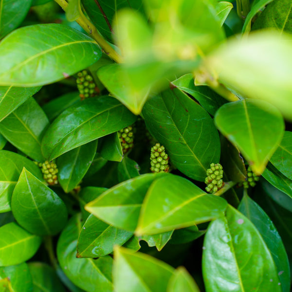 Green Goblet Cherry Laurel - Cherry Laurel - Shrubs