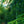 Load image into Gallery viewer, Green Knight Oriental Spruce