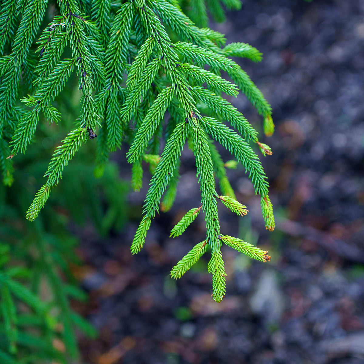 Green Knight Oriental Spruce – Plant Detectives
