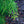 Load image into Gallery viewer, Green Knight Oriental Spruce