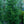 Load image into Gallery viewer, Green Knight Oriental Spruce