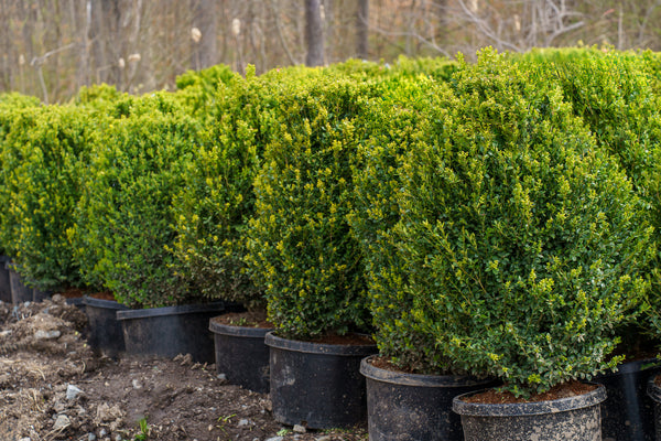 Green Mountain Boxwood