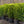 Load image into Gallery viewer, Barrel Form Green Mountain Boxwood - Boxwood - Shrubs
