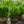 Load image into Gallery viewer, Hedging Green Mountain Boxwood