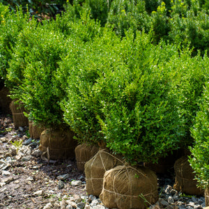 Green Mountain Boxwood