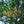 Load image into Gallery viewer, Green Mountain Sugar Maple