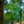 Load image into Gallery viewer, Green Mountain Sugar Maple