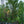 Load image into Gallery viewer, Green Mountain Sugar Maple